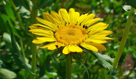 Grindelia robusta